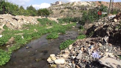 Kozan’da yüzlerce balık telef oldu