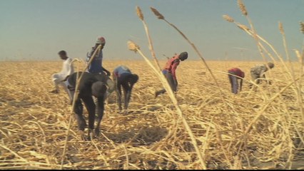 Conflict on Sudan's border with Ethiopia hurts farming industry