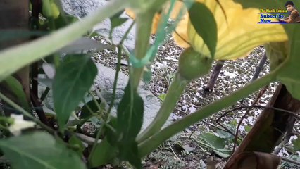 See bee pollination with your own eyes // আপনার নিজের চোখ দিয়ে মৌমাছির পরাগায়ন দেখুন