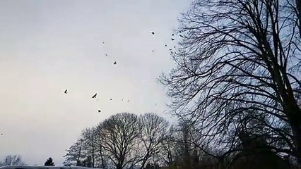 Les choucas volent en escadrille au dessus de Le Pas en Mayenne