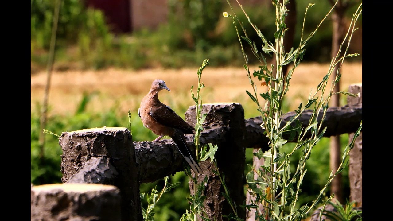 Standard Chinese  (Audio), Money Module: Unit 06, Production Tape 02