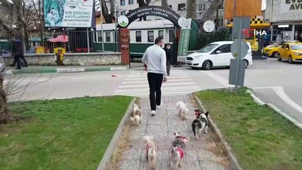 Köpeklerin efendisi