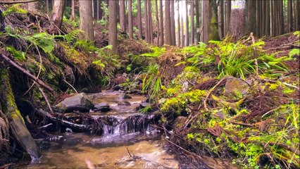 #forestbirdssinging #Relaxingmusic #ForestSounds #RushingWater and #Birdssinging for Relaxing #MeditationMusic #stress relief #Soulful