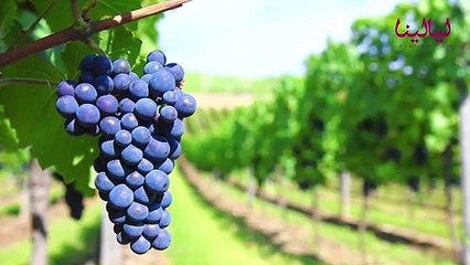 توب تن-أغرب 10 طرق للاحتفال برأس السنة