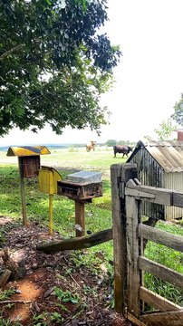 Lady Steps Out of the Way of Raging Bull