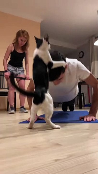 Kitty Interrupts Exercise Routine