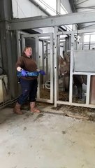 Preparing Chanua the Black Rhino for her journey to Tanzania