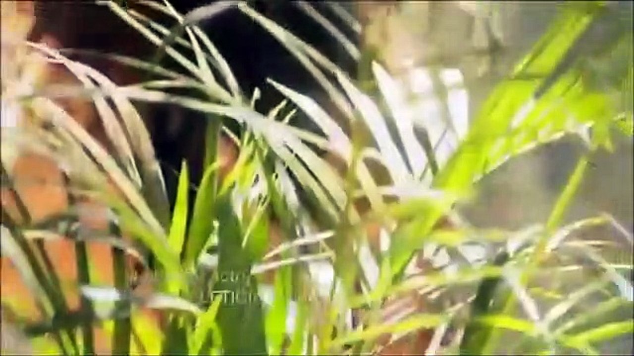 Siempre Tuya Acapulco - Entrada