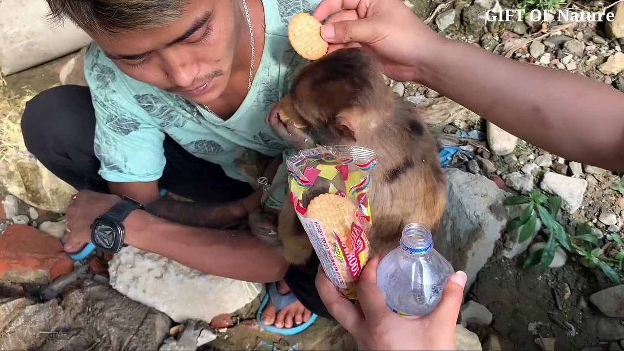 Poor Monkey Rescued from river and adopted 2020 ___Full-HD