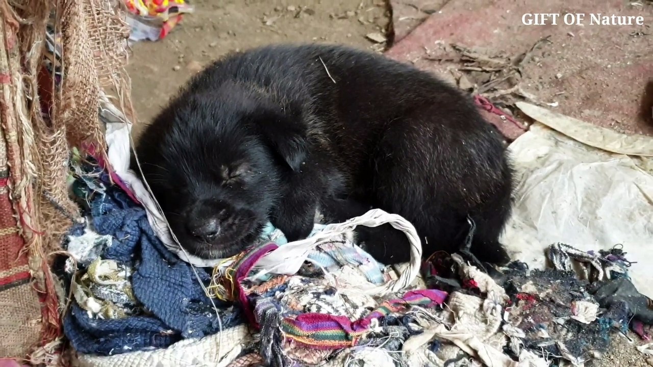 Life of Stary Dog __ street dog got cute puppies __ Home of stary Dog __ Family _Full-HD