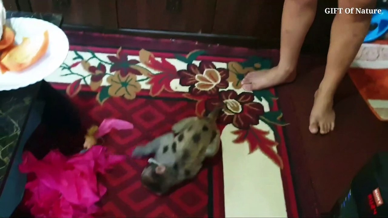 Too much naughty and funny monkey_Full-HD