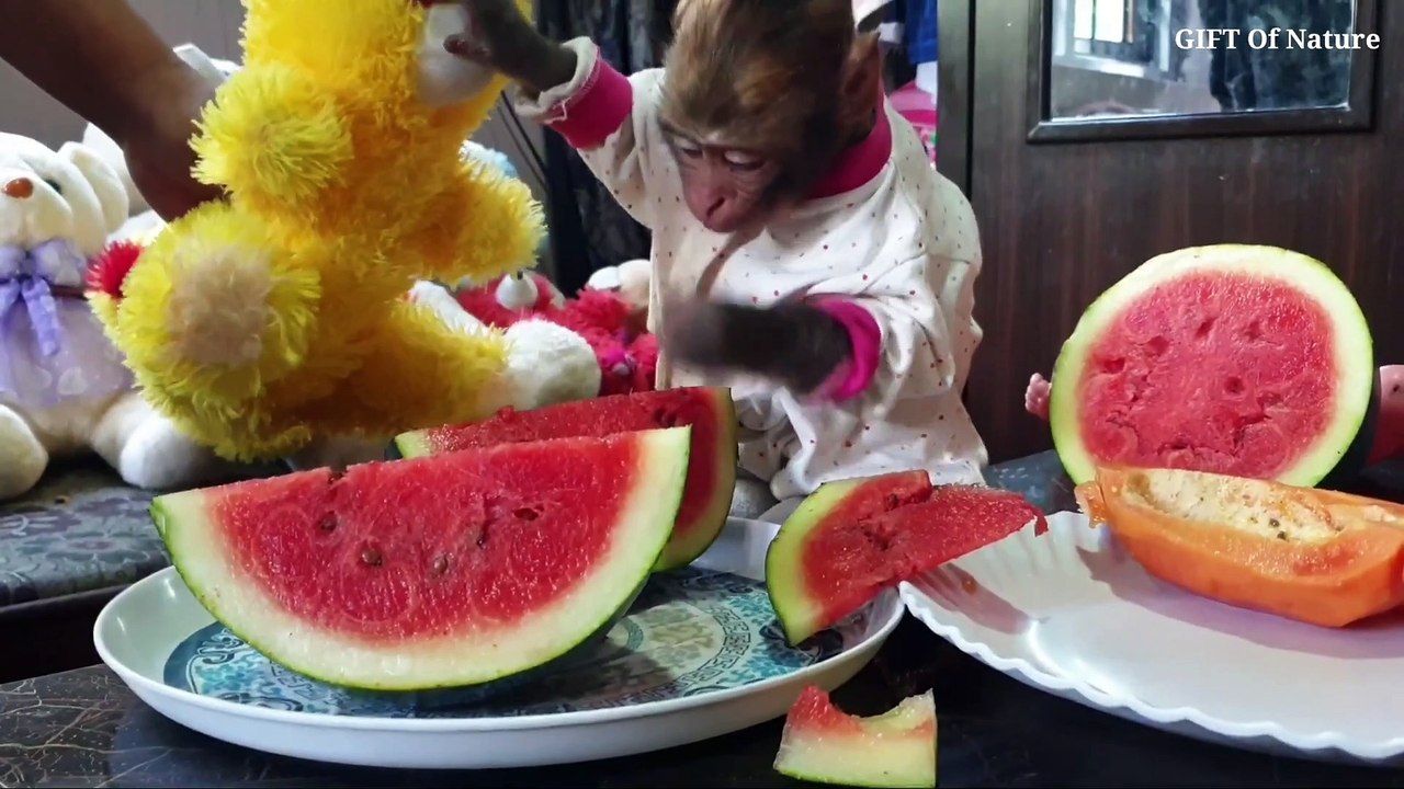 Cute baby monkey eating Watermelon Papaya and Roasted corn_Full-HD