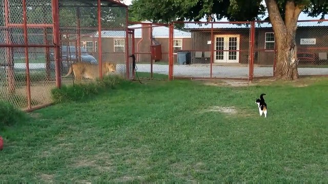 Un chat très courageux veut s'en prendre à un lion... en cage