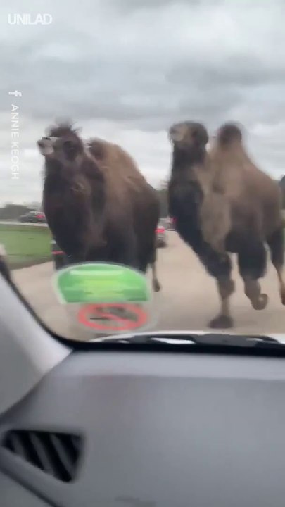 Des dizaines de chameaux leur foncent dessus