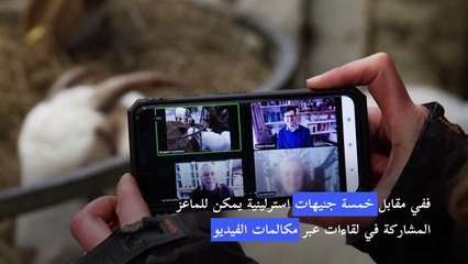 مكالمات الفيديو مع الماعز تساهم في إنعاش نشاط مزرعة بريطانية خلال جائحة كوفيد-19