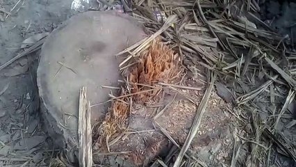 चौकी काजी कमालपुर क्षेत्र में चल रहा हरियाली पर रहा आरा