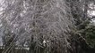 Heavy ice brings down trees in an Oregon neighborhood