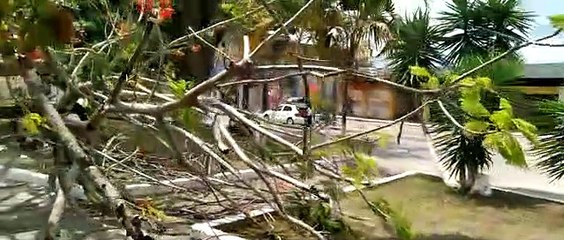 ÁRVORE  CAI NA PRAÇA MONSENHOR JÚLIO MARIA EM ITAMBÉ