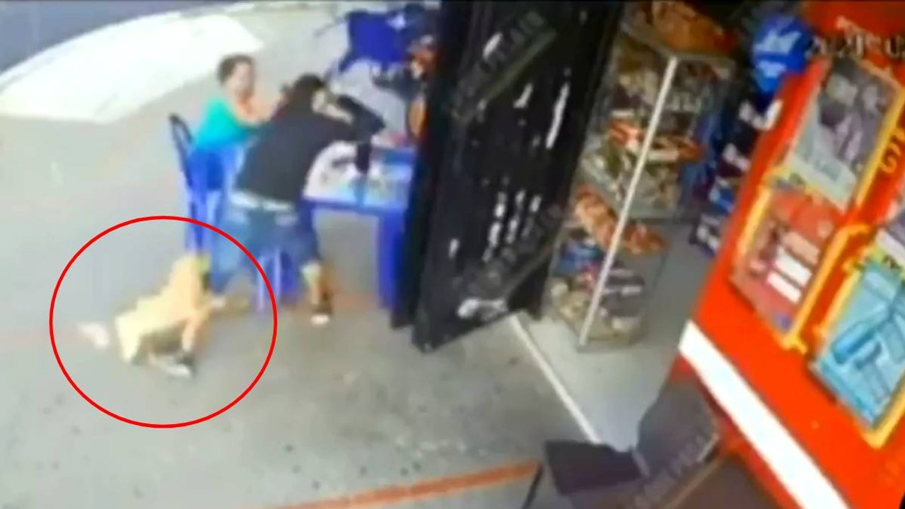 Chester, el valiente perro que salvó de un robo a sus dueñas en Bucaramanga