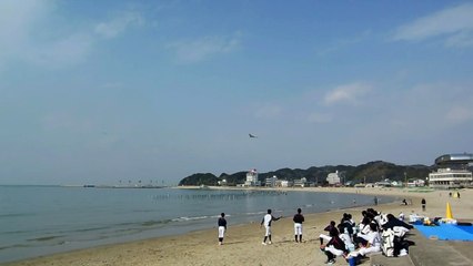 Amazing Sea Bird in Japan