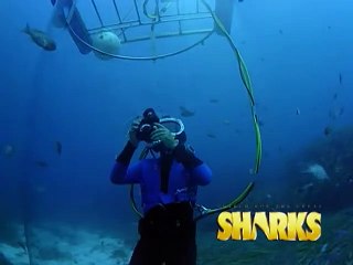 Search for the Great Sharks Documentary movie