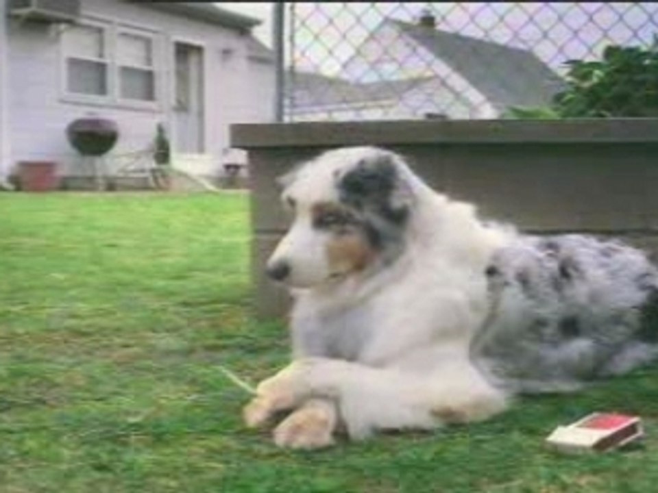 Pourquoi votre chien va dehors