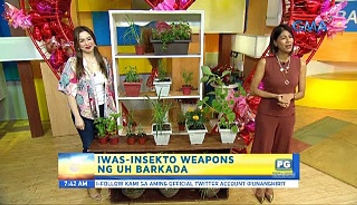 Unang Hirit: UH Plantitas: Insect-repelling plants!