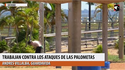 Yacyretá junto a los guardavidas trabajan contra los ataques de las palometas