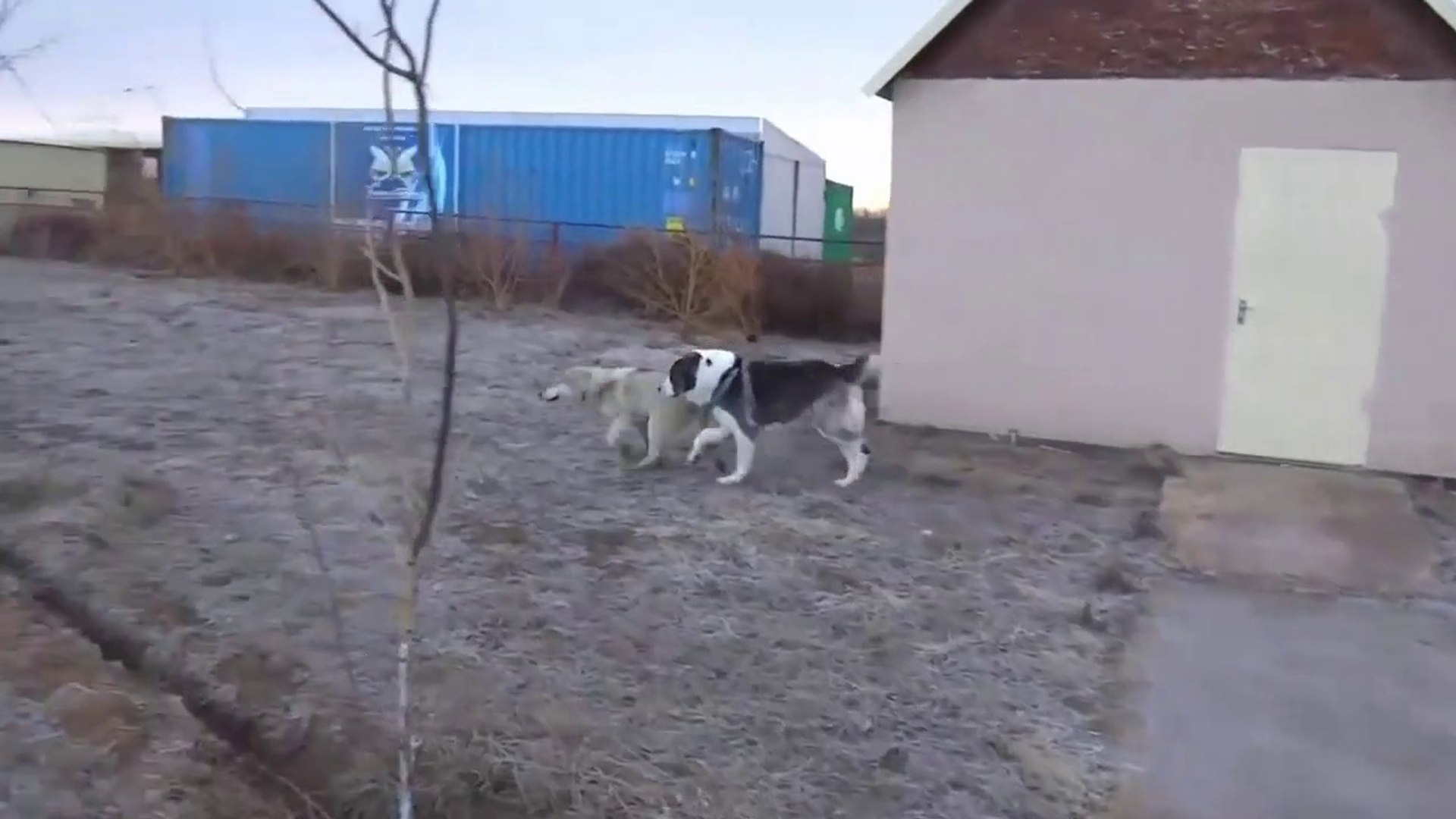 AKiTA KURTA KAFA TUTUYOR AKiTA DOG VS WOLF