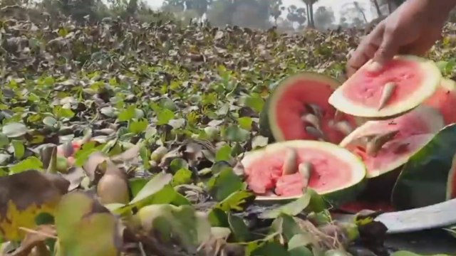 Unbelievable Fishing Technique Best Fish Trap Video With Watermelon Vaam Fish Catching Method | CreativeVilla.