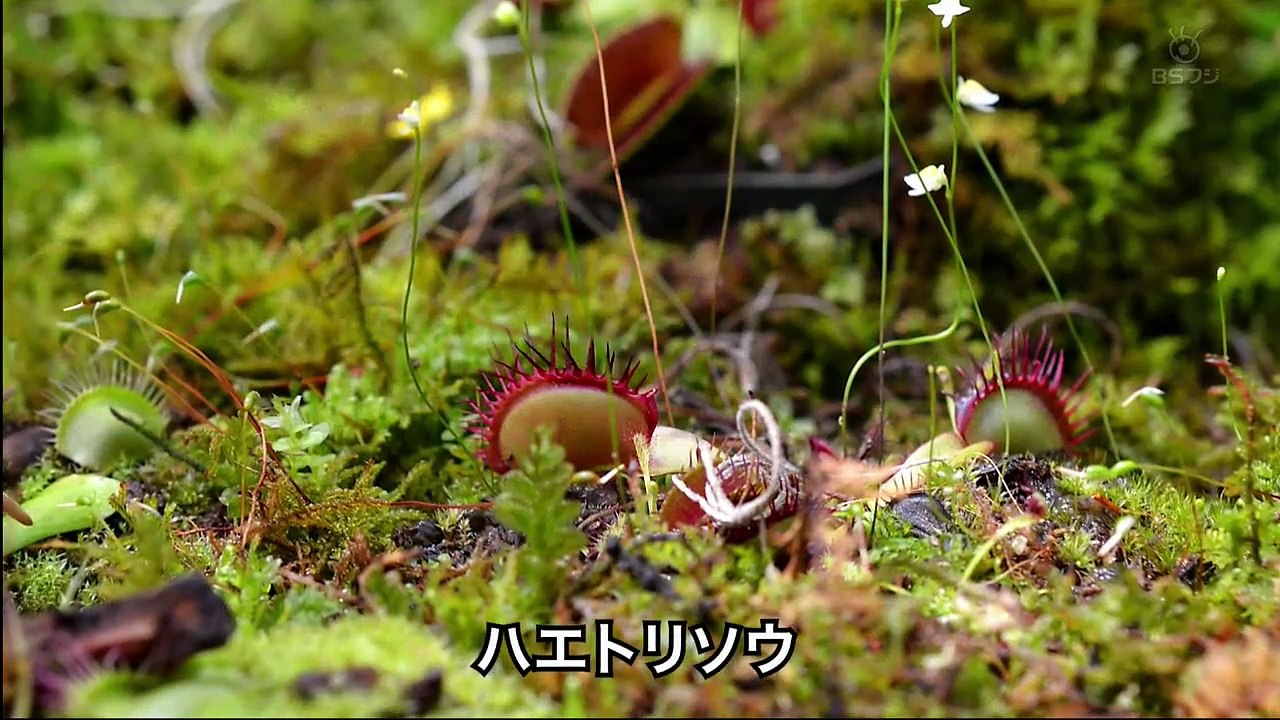 奇奇怪怪！！ミステリアスな植物たち 驚きの生態とメカニズム