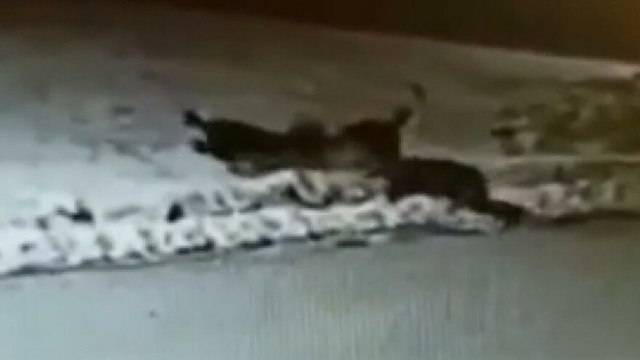İlçe merkezine inen aç kurtlar, köpeği boğdu