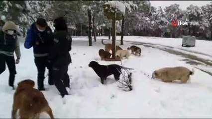 Tải video: Sultangazi'de polis ekipleri sokak hayvanlarını unutmadı