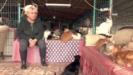 Sokaklardan topladığı tam 250 kediye ev sahipliği yapıyor