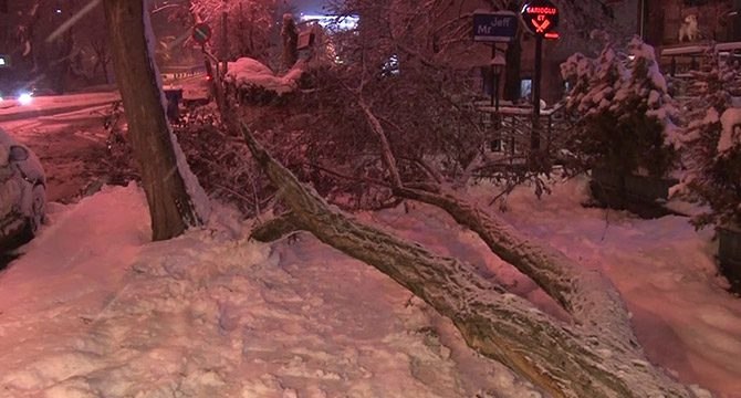 Yoğun kar yağışından dolayı ağaçlar devrildi