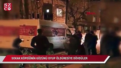 Download Video: Sokak köpeğinin gözünü oyup sopayla öldüresiye dövdüler