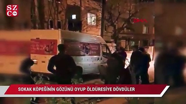 Sokak köpeğinin gözünü oyup sopayla öldüresiye dövdüler