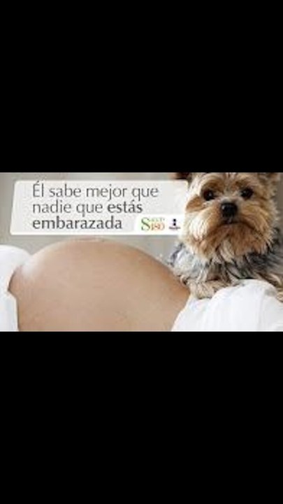 Él sabe mejor que nadie que estás embarazada