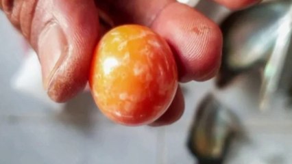 Un pêcheur trouve une perle orange très rare d'une valeur de 340K$
