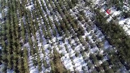 Erozyonu önlemek için yapılmıştı, bugün orman oldu