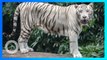 Anak harimau putih di kebun binatang Pakistan mati, diduga karena Covid-19 - TomoNews