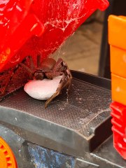 Elle découvre une énorme araignée dans le jouet de son fils !