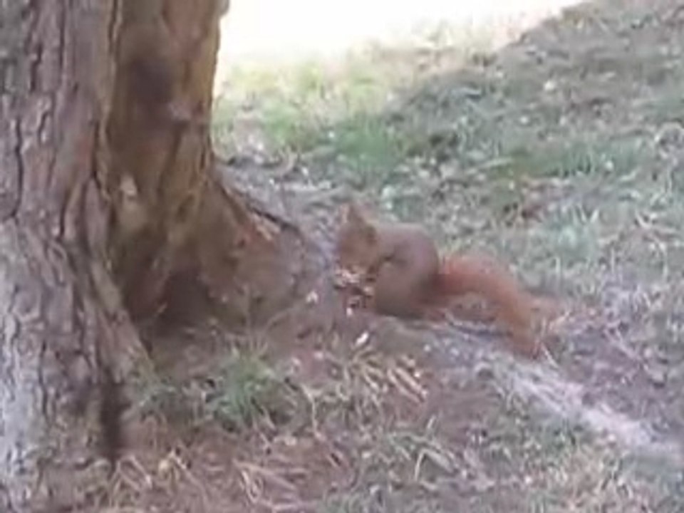 Ecureuil au casse croute