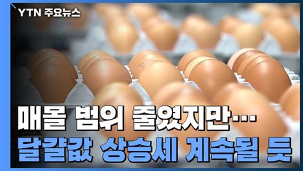 AI 매몰처분 범위 1km로 축소...달걀값 상승세는 계속될 듯 / YTN