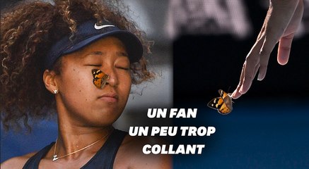 À l’Open d’Australie, ce papillon vole la vedette à Naomi Osaka