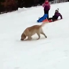 Karın tadını çıkaran köpek