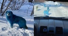 Russie : des images, montrant des chiens errants au pelage... bleu, surprennent et posent question