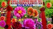 KMDA FLOWER SHOW 2021 II RABINDRA SAROVAR LAKE KOLKATA WEST BENGAL INDIA II ফুল মেলা IIপুষ্প প্রদর্শনী II QSS DIGITAL MOVIES II