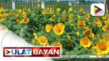 10-K sunflowers, tampok sa sunflower camp sa Tayug, Pangasinan