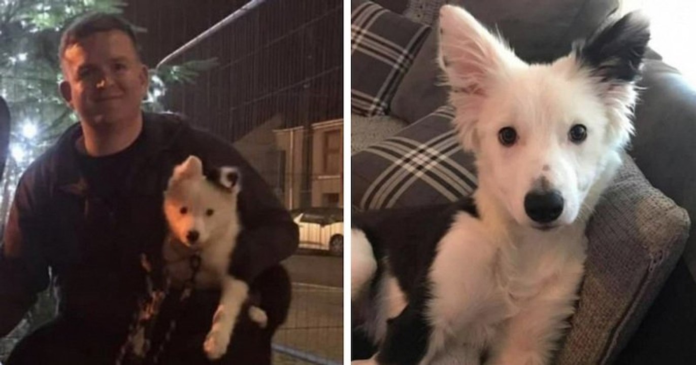 Cet ancien boxeur met KO deux hommes qui ont tenté de voler son chiot